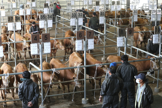  Farmers examine calves on auction at the livestock market organized by the Jeju Livestock Cooperative Association in Jeju City, Jeju Island, on Thursday. The livestock market was closed since Feb. 3 due to the coronavirus outbreak but reopened on Thursday. [YONHAP]