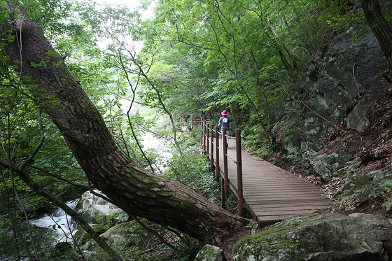 A famous stream known as Jukgyegugok in Mount Sobaek National Park in Yeongju, North Gyeongsang. [BAEK JONG-HYUN]