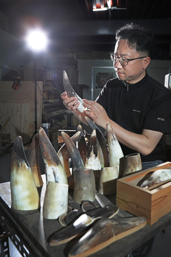 Han Ki-ho scrutinizes ox horns, which are key materials for hwagak crafts. [PARK SANG-MOON]