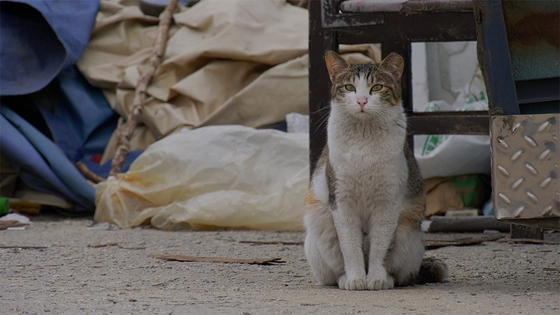 "Our Cat," which premiered on May 14, is about how town residents look after street cats and live harmoniously with them. [M&CF, INDIESTORY] 