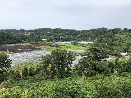 Hanon Crater is the only place on Jeju where rice can be grown. [LEE SUN-MIN]