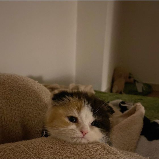 A picture of Youra's new cat, Angdu, taken from her Instagram. [SCREEN CAPTURE]