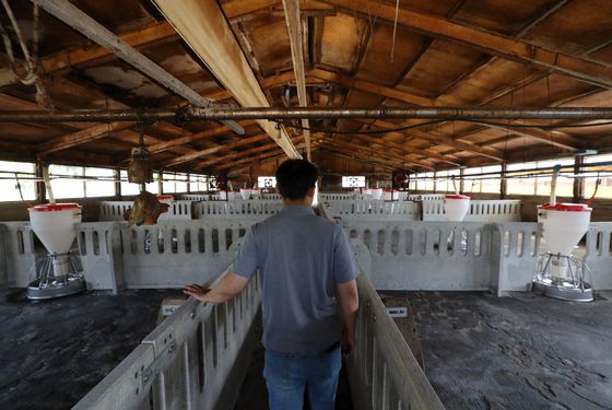 A farmer walks through his pig farm in Cheorwon County, Gangwon, which sits empty Thursday, due to an African swine fever outbreak. [YONHAP]