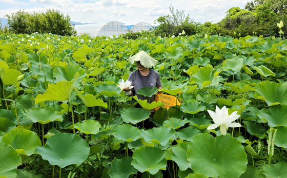 A farmer in Namwon, North Jeolla, harvests lotuses. The lotus are used as raw ingredients in cosmetics products. According to the Institute of Natural Cosmetic Industry for Namwon, lotuses contain compounds that slow ageing, whiten the skin and lock in moisture. [YONHAP]