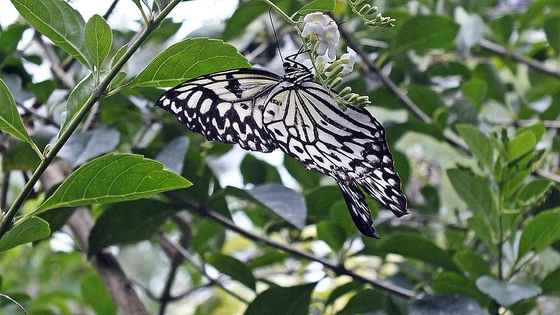 A butterfly is seen at Bohol Butterfly farm. [PHILIPPINES DEPARTMENT OF TOURISM]