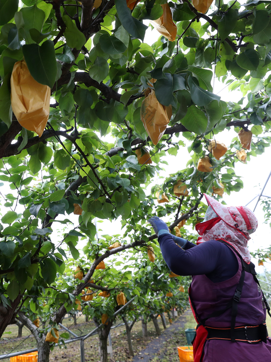 An employee from the government's agricultural research and extension services office picks pears ahead of typhoon Bavi at an orchard in Chuncheon, Gangwon, on Wednesday. [YONHAP]