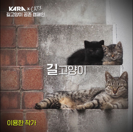 Photograph of stray cats taken by Lee Yong-han. [S&CO]