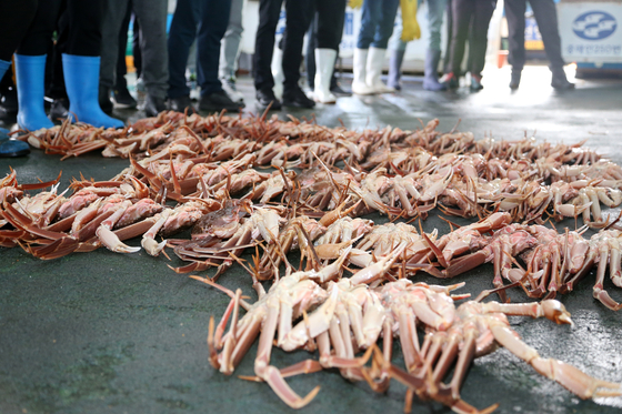 Snow crabs are lined up for sale at the Guryongpo Port in Pohang, North Gyeongsang. They are the first crabs caught since May as the government only allows the fishing of crabs between November and May. [YONHAP] 