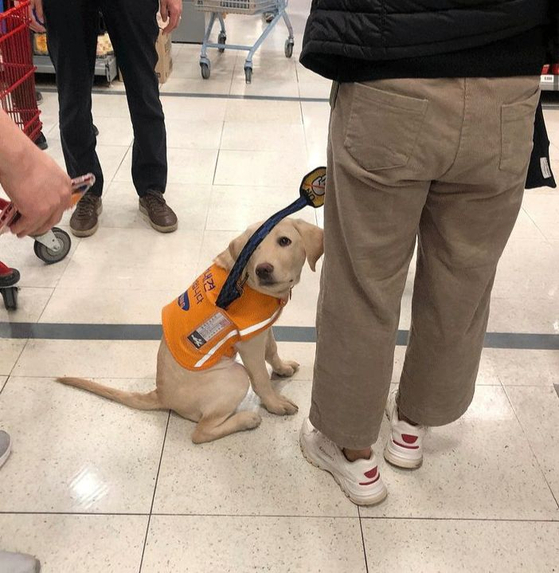 An Instagram post shows a trainee guide dog that was ejected along with its trainer from a Lotte Mart in Jamsil, southern Seoul, on Sunday. [SCREEN CAPTURE]