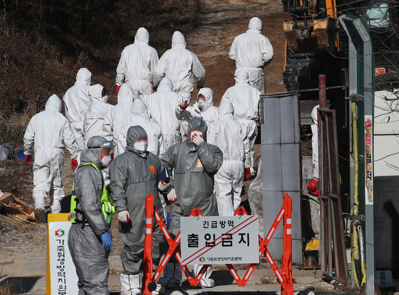 Quarantine officials cull all the ducks in a poultry farm in Yeoju, Gyeonggi, on Tuesday as a preventive measure after a nearby chicken farm was confirmed to be infected with the highly pathogenic avian influenza. [YONHAP]