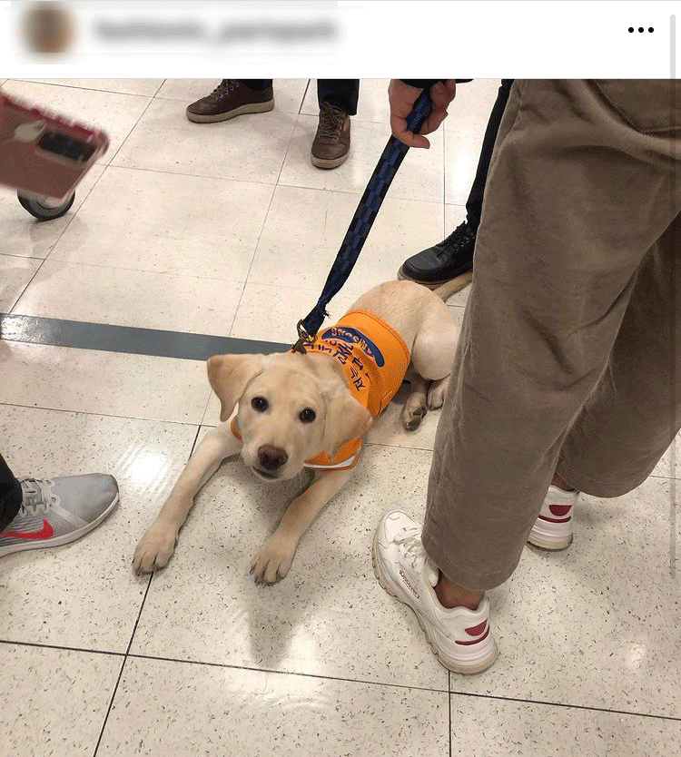 An Instagram post shows a trainee guide dog that was ejected along with its trainer from a Lotte Mart in Jamsil, southern Seoul, on Sunday. [SCREEN CAPTURE]