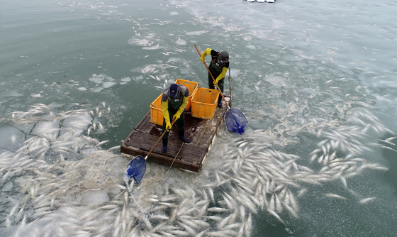 Fish farmers scoop up gray mullet killed by extreme cold with nets at a fish farm in Muan County, South Jeolla, on Monday. The Korea Meteorological Administration forecast that the cold wave will begin to recede from Tuesday. [YONHAP]