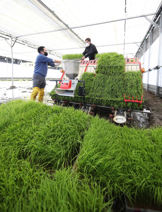 Farmers plant rice seedlings using a transplanter during an event run by Icheon City Hall in Icheon, Gyeonggi on Thursday. Icheon Mayor Eam Tai-joon attended the event, the first in Korea this year. [YONHAP] 