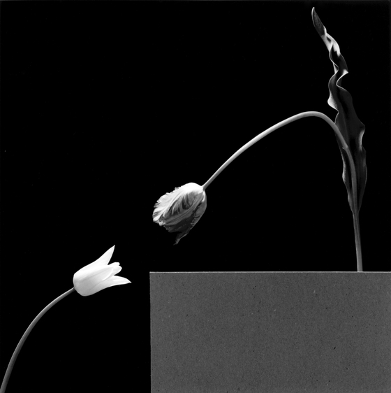 ″Two Tulips″(1984) by Robert Mapplethorpe. [THE ROBERT MAPPLETHORPE FOUNDATION/ KUKJE GALLERY]