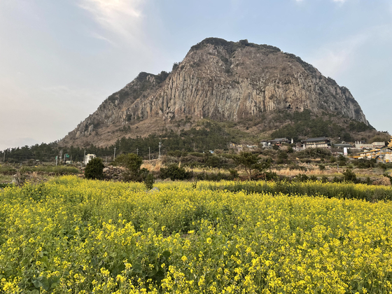 A field filled with yuchae, or rape flower, in front of Jeju Island's Mount Sanbang. [LEE SUN-MIN]