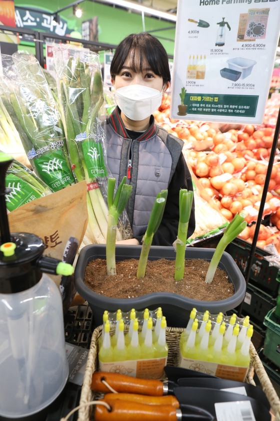 A model promotes gardening products at Lotte Mart’s Gwangju Suwan branch in Gwangju. As the price of leeks has been rising, Lotte Mart has started selling products that allow customers to grow their own. [YONHAP]