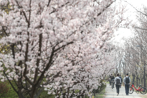 People stroll along the road in Yeouido, western Seoul, as cherry blossoms begin to bloom Friday. The government will implement special quarantine measures to limit springtime outdoor activities from Saturday to the end of next month, and the Seoul city government canceled popular cherry blossom festivals. [NEWS1]