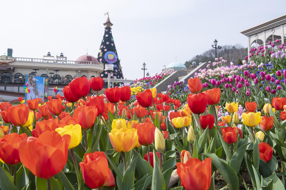 The tulips festival is held through the end of April in Everland, a theme park in Yongin, Gyeonggi. [NEWS1]