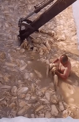 A video clip titled “Kimchi making in China” went viral online. A topless man is seen stirring cabbages floating in sludge-colored liquid that are then thrown into a rusty excavator. [SCREEN CAPTURE]
