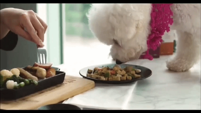 A dog eats bespoke pet food. [KOREA CHAMBER OF COMMERCE AND INDUSTRY]