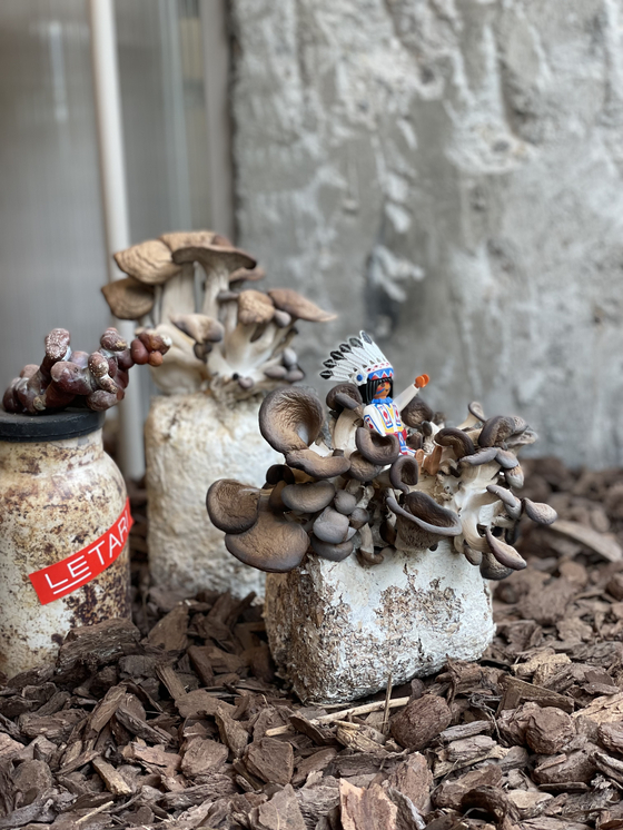 Dried neutari mushrooms on display at Le Tari [LEE SUN-MIN]