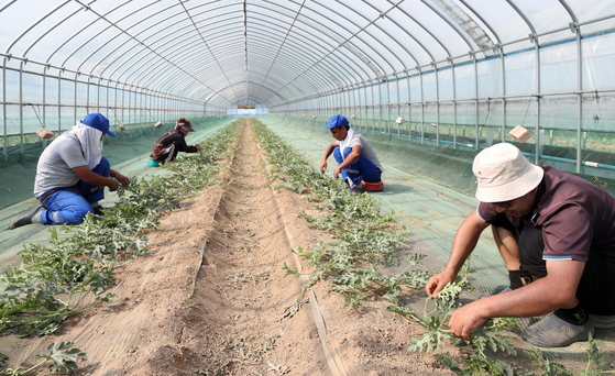 Uzbek migrant workers work at a watermelon farm in Yanggu County, Gangwon, on May 14. They are part of the first group of seasonal migrant workers who entered Korea this year to work across farms. [YONHAP]