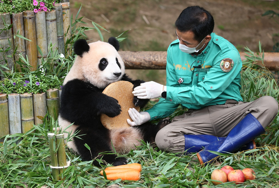 Panda caretaker Kang Cheol-won plays with baby Fubao. [EVERLAND]