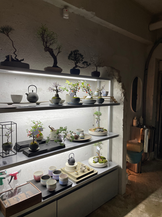 A shelf features different styles of curated plants at Et Cetera in southern Seoul's Gangnam District, which is known for its bunjae or bonsai. The story is temporarily closed as it is moving locations. [LEE SUN-MIN]