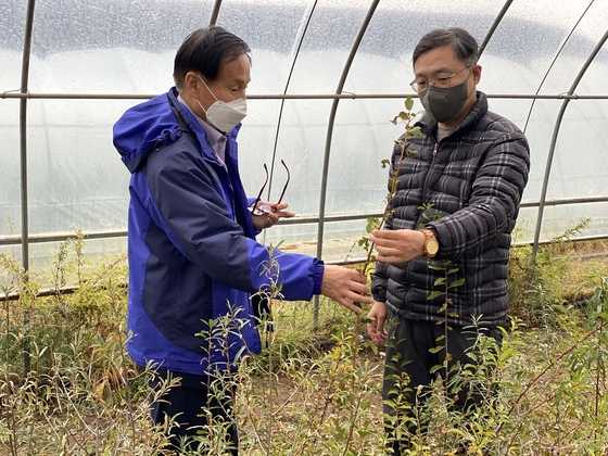 Choi Byeong-am, minister of the Korea Forest Service, right, examines a reforested area in Lun, Tuv Province, Mongolia, on Friday. [KOREA FOREST SERVICE]