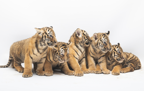 Everland, a Samsung C&T-owned amusement park with a zoo in Yongin, Gyeonggi, released photos of five sibling Korean tiger cubs on Thursday. Everland also announced the cubs’ names, which were voted on by the public: Ah-reum, Da-un, Woo-ri, Na-ra and Gang-san. The five cubs were born to father tiger Tae-ho and mother tiger Geon-gon on June 17. The cubs are available to see by the public at Everland Zoo’s Tiger Valley. Korean tigers, which are categorized as a Class One endangered species in Korea, usually give birth to about two to three cubs - this recent birth of five cubs is considered a very rare happening worldwide. [NEWS1]