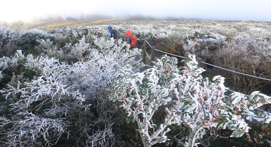 Frost blankets trees along a trail on Mount Halla on Jeju Island on Sunday. [YONHAP]