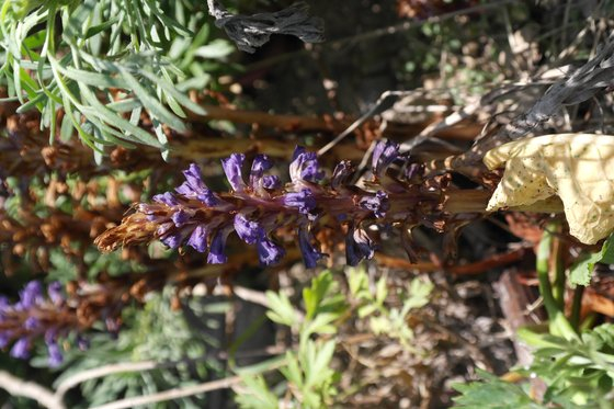 A photo of Orobanche, more commonly known as broomrapes, is captured in Dokdo. Also recently registered onto the Global Biodiversity Information Facility, broomrapes are an endangered plant species in Korea. [NATIONAL ARBORETUM]