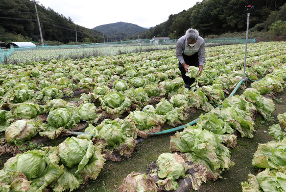 A farmer looks at withered lettuce at a farm in Hoengseong County, Gangwon, on Oct. 14. [YONHAP]
