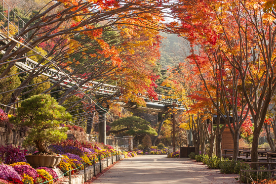 Brightly colored trees at Hwadam Forest in Gyeonggi. [JOONGANG ILBO]