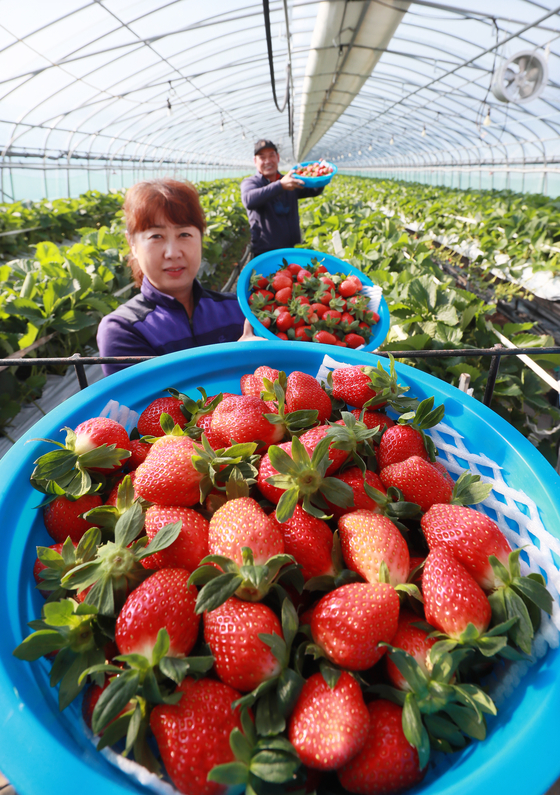 A farmer holds a basket of seolhyang strawberries at a farm in Hamyang County, South Gyeongsang, on Thursday. Farmers have started picking strawberries ahead of Ipdong, the beginning of winter according to the lunar calendar, which falls on Sunday this year. [YONHAP]