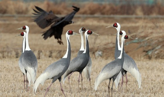 A flock of red-crowned cranes and a hawk are seen on the plains of Cherwon County, Gangwon, near Korea's demilitarized zone. [YONHAP]
