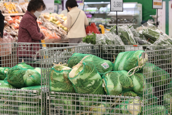 Napa cabbage is displayed at a wholesale market in Songpa District, southern Seoul, on Thursday. The retail price of napa cabbage, used for making kimchi, increased by 35 percent on-year to 4,588 won ($3.90) per head as of Tuesday, according to data from the Korea Agro-Fisheries & Food Trade Corporation. [YONHAP]