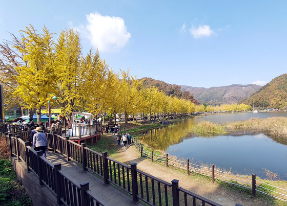 The gingko tree road alongside Mungwang Reservoir in Goesan, North Chungcheong [YONHAP]