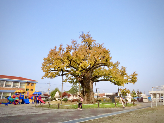 A 1,000-year-old gingko tree stands inside the campus of Cheongan Elementary School in Goesan, North Chungcheong. [KIM HONG-JUN] 