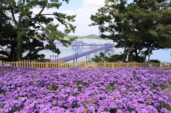The Purple Island in South Jeolla's Sinan County was listed as one of the Best Tourism Villages by the World Tourism Organization under the United Nations on Thursday. [KOREA TOURISM ORGANIZATION]