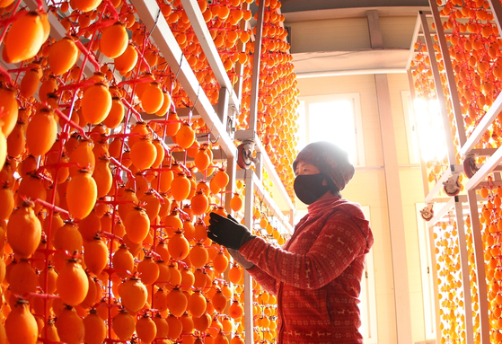 Dried persimmons hang from racks at a farm in Haman County, South Gyeongsang, on Monday. Persimmons are harvested in fall, then dried and sold in December and January. [YONHAP] 