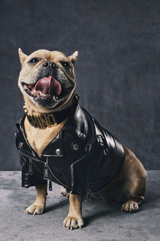 A French bulldog is modeling high-end brand Moschino's collar and leather jacket. [MOSCHINO]