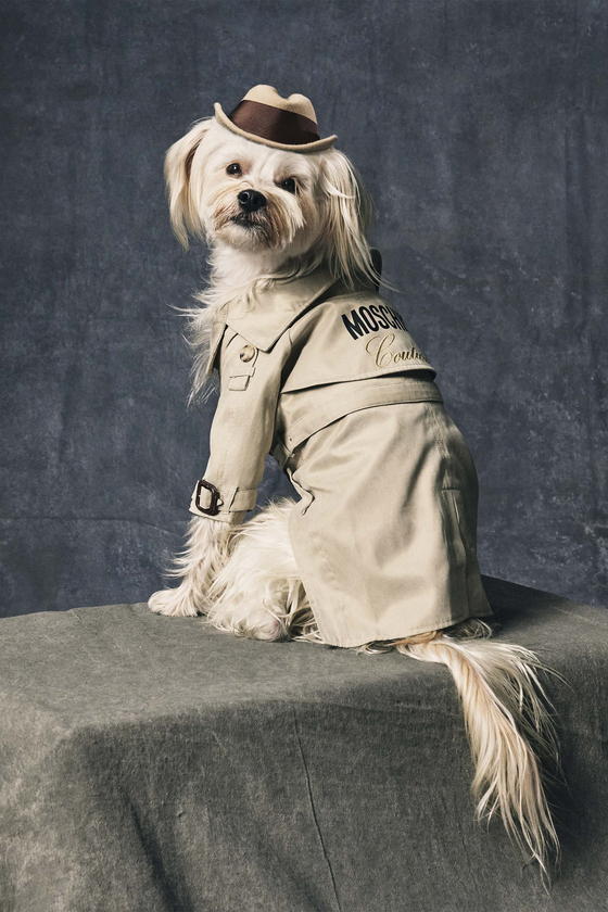A terrier models the Moschino trench coat from the brand's animal collection. [MOSCHINO]
