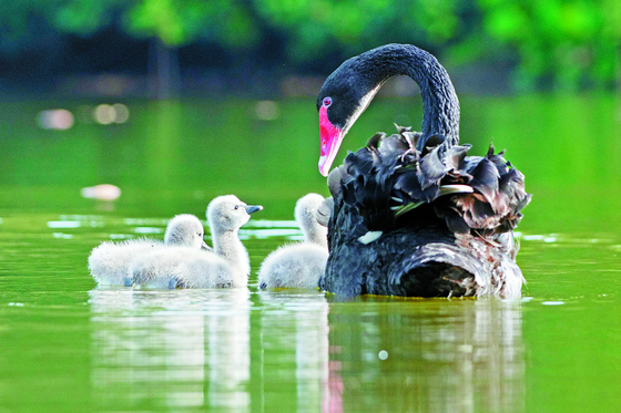 Three cygnets successfully hatched by a pair of black swans in the Lake at the Singapore Botanic Garden in December 2019. [XINHUA/YONHAP]