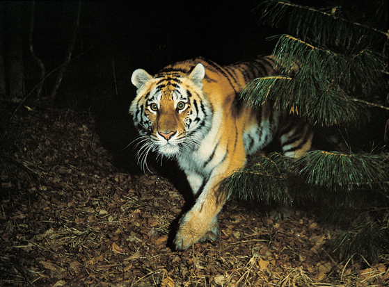 A female tiger that was close to Tail during his final days [GIMMYOUNG PUBLISHERS]