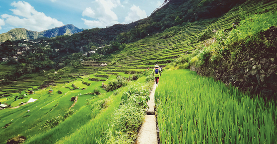 Banaue Rice Terraces in Cordilleras Ifugao Province, north of Luzon of the Philippines, has been registered as a Unesco World Heritage Site since 1995. [PHILIPPINE DEPARTMENT OF TOURISM IN KOREA]