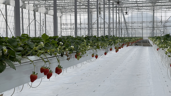 A smart farm growing strawberries in Iksan, North Jeolla [EPIS]
