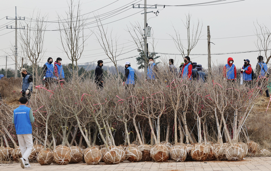 Members of the Korean Federation for Environmental Movement plant trees near Gimpo International Airport in Gangseo District, western Seoul, on Wednesday. The environmental activist group since 2010 has been annually planting trees in March, weeks ahead of Arbor Day on April 5, to raise awareness of global warming. [YONHAP]
