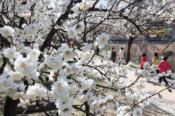 People stroll along a cherry blossom tree-lined trail in Seongdong District, eastern Seoul, on Monday as the flowers bloom across the country. [YONHAP]