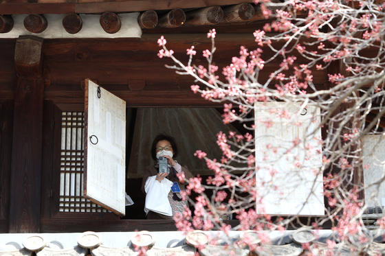 A visitor takes a picture of apricot flowers from the second floor of Seokeodang, which is usually off-limits to visitors, inside Deoksu Palace in central Seoul, on Tuesday. [JOONGANG ILBO]